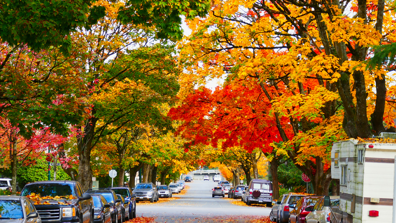 Canada’s Maple Leaf: Cultural Icon & Economic Powerhouse Ahead of APEC 2025 Canada’s Maple Leaf: Cultural Icon & Economic Powerhouse Ahead of APEC 2025