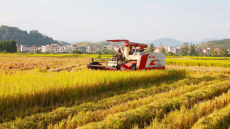 China Celebrates World Food Day with Record Harvests, Tech-Driven Security China_Celebrates_World_Food_Day_with_Record_Harvests__Tech_Driven_Security