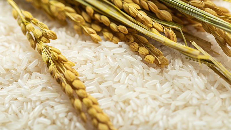 China-Chad Agricultural Partnership Boosts Rice Yields, Food Security China_Chad_Agricultural_Partnership_Boosts_Rice_Yields__Food_Security