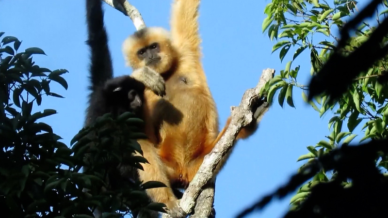 China Expands National Parks to Protect Biodiversity China_Expands_National_Parks_to_Protect_Biodiversity video poster