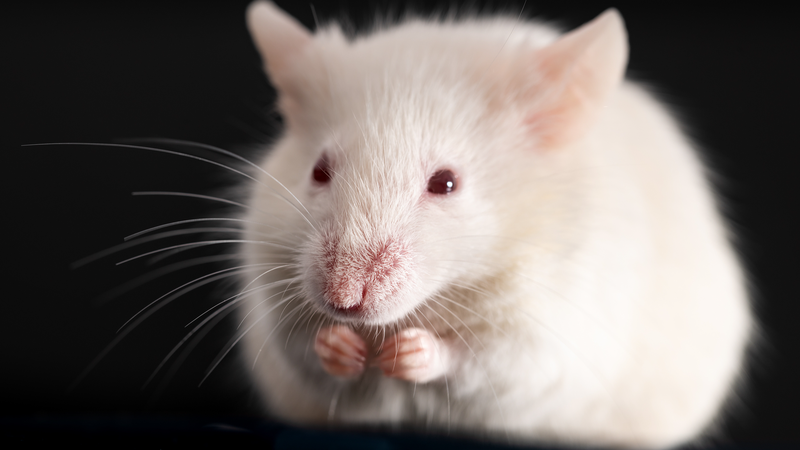 China_Launches_Mice_Experiments_in_Space_Station_Mission - Khabar Asia China_Launches_Mice_Experiments_in_Space_Station_Mission