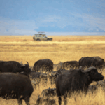 China__Tanzania_Launch_Ngorongoro_Lengai_Geopark_with_Research_Focus