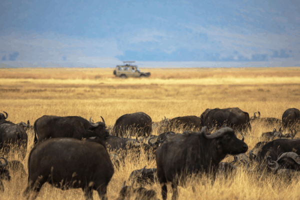 China, Tanzania Launch Ngorongoro-Lengai Geopark with Research Focus China__Tanzania_Launch_Ngorongoro_Lengai_Geopark_with_Research_Focus