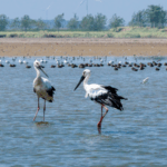 China_s_Autumn_Skies_Alive_with_Migratory_Bird_Spectacle_poster - Khabar Asia China_s_Autumn_Skies_Alive_with_Migratory_Bird_Spectacle video poster