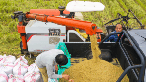 China’s Food Security Strategy Reshapes Global Agricultural Landscape