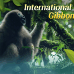 China_s_Forest_Singers__Gibbons_Signal_Ecological_Hope - Khabar Asia China_s_Forest_Singers__Gibbons_Signal_Ecological_Hope