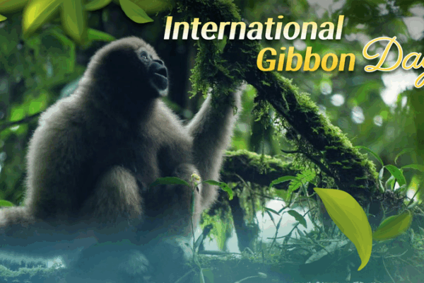 China’s Forest Singers: Gibbons Signal Ecological Hope China_s_Forest_Singers__Gibbons_Signal_Ecological_Hope