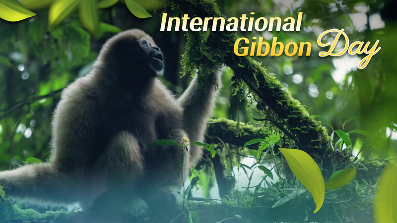 China_s_Forest_Singers__Gibbons_Signal_Ecological_Hope - Khabar Asia China_s_Forest_Singers__Gibbons_Signal_Ecological_Hope