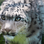 China_s_Snow_Leopard_Population_Shows_Promising_Growth