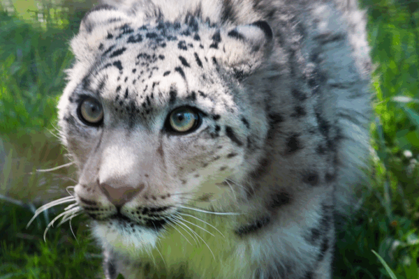 China’s Snow Leopard Population Shows Promising Growth China_s_Snow_Leopard_Population_Shows_Promising_Growth