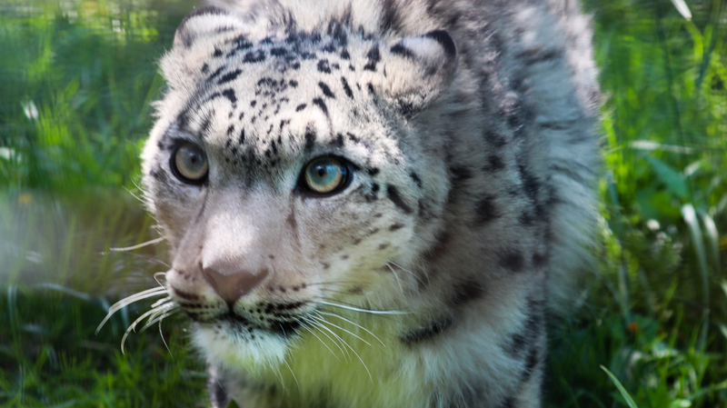 China_s_Snow_Leopard_Population_Shows_Promising_Growth - Khabar Asia China_s_Snow_Leopard_Population_Shows_Promising_Growth