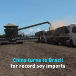 China_s_Soybean_Surge__Brazil_Becomes_Top_Supplier_Amid_Trade_Shifts video poster