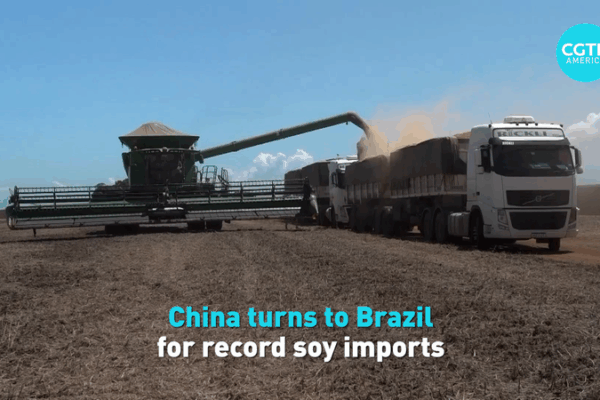 China’s Soybean Surge: Brazil Becomes Top Supplier Amid Trade Shifts China_s_Soybean_Surge__Brazil_Becomes_Top_Supplier_Amid_Trade_Shifts video poster