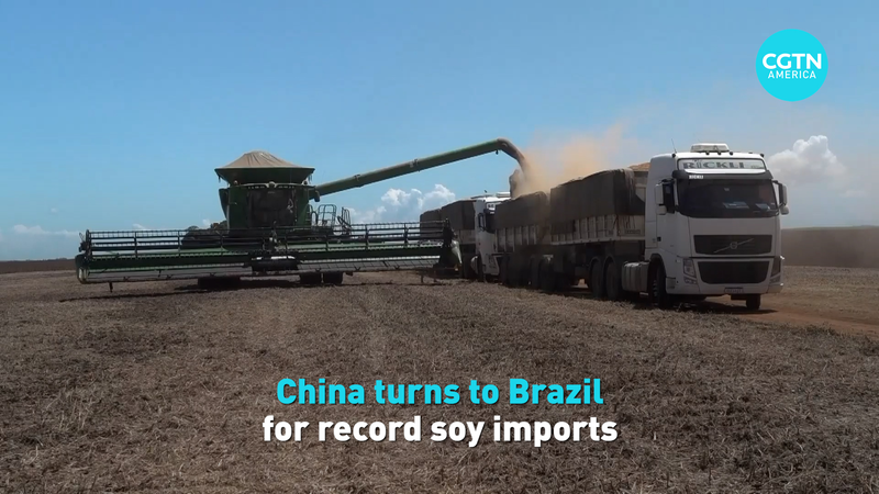 China_s_Soybean_Surge__Brazil_Becomes_Top_Supplier_Amid_Trade_Shifts_poster - Khabar Asia China_s_Soybean_Surge__Brazil_Becomes_Top_Supplier_Amid_Trade_Shifts video poster