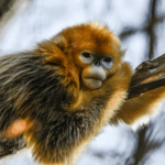 China_s_Two_New_UNESCO_Biosphere_Reserves_Highlight_Sustainable_Growth_poster - Khabar Asia China_s_Two_New_UNESCO_Biosphere_Reserves_Highlight_Sustainable_Growth video poster