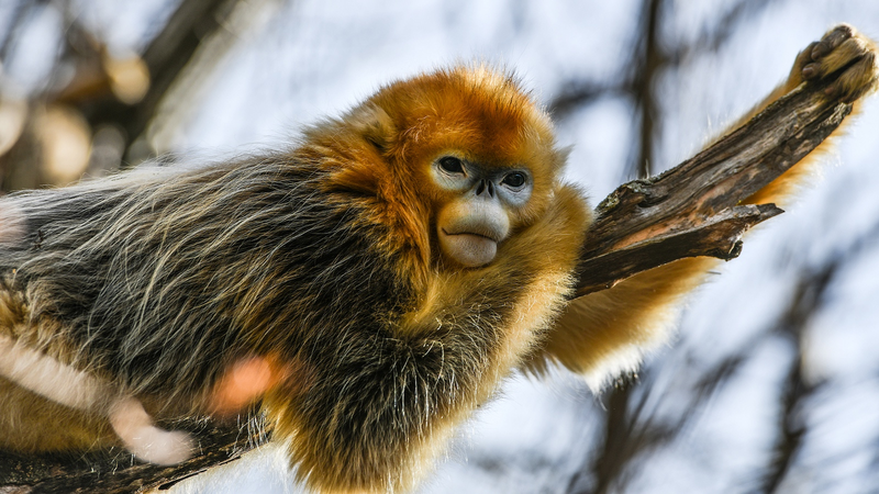 China_s_Two_New_UNESCO_Biosphere_Reserves_Highlight_Sustainable_Growth_poster - Khabar Asia China_s_Two_New_UNESCO_Biosphere_Reserves_Highlight_Sustainable_Growth video poster