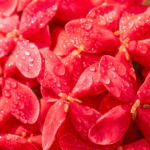 China_s__Cold_Dew__Ushers_in_Peak_Autumn_Splendor - Khabar Asia China_s__Cold_Dew__Ushers_in_Peak_Autumn_Splendor