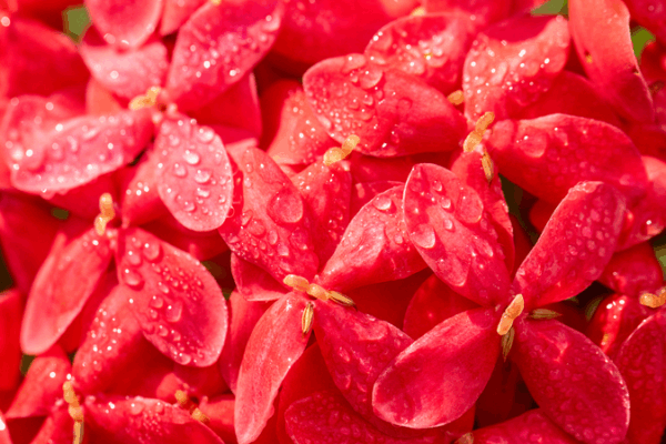 China’s ‘Cold Dew’ Ushers in Peak Autumn Splendor China_s__Cold_Dew__Ushers_in_Peak_Autumn_Splendor