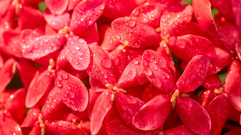 China_s__Cold_Dew__Ushers_in_Peak_Autumn_Splendor - Khabar Asia China_s__Cold_Dew__Ushers_in_Peak_Autumn_Splendor