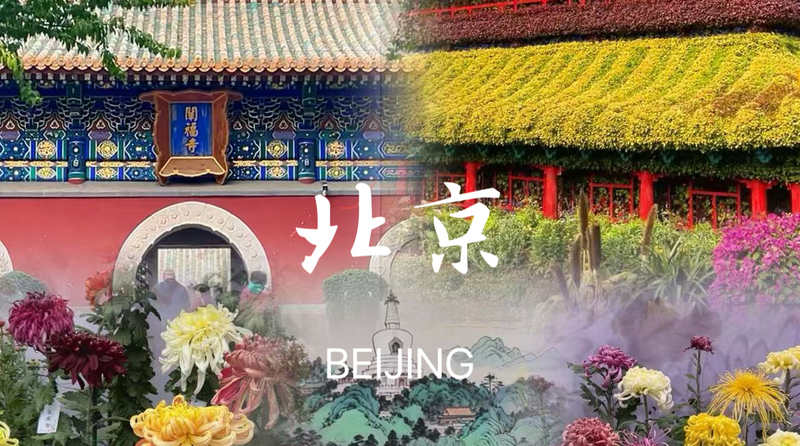 Chrysanthemums_Bloom_in_Unity_at_Beijing_s_Double_Ninth_Festival_poster - Khabar Asia Chrysanthemums_Bloom_in_Unity_at_Beijing_s_Double_Ninth_Festival video poster