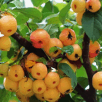 Crab_Apples_Illuminate_Autumn_at_Qingdao_s_Coastal_Wetland_Park