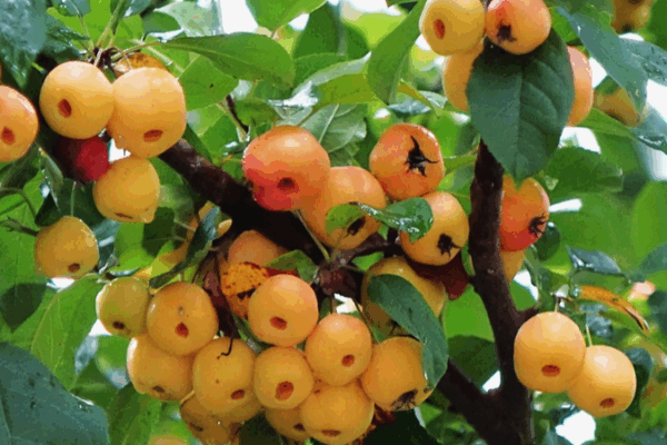 Crab Apples Illuminate Autumn at Qingdao’s Coastal Wetland Park Crab_Apples_Illuminate_Autumn_at_Qingdao_s_Coastal_Wetland_Park