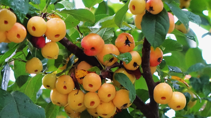 Crab_Apples_Illuminate_Autumn_at_Qingdao_s_Coastal_Wetland_Park