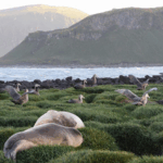 Deadly_Bird_Flu_Detected_Near_Antarctica__Australia_on_Alert