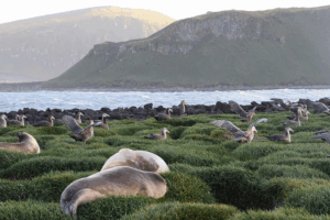 Deadly_Bird_Flu_Detected_Near_Antarctica__Australia_on_Alert - Khabar Asia Deadly_Bird_Flu_Detected_Near_Antarctica__Australia_on_Alert