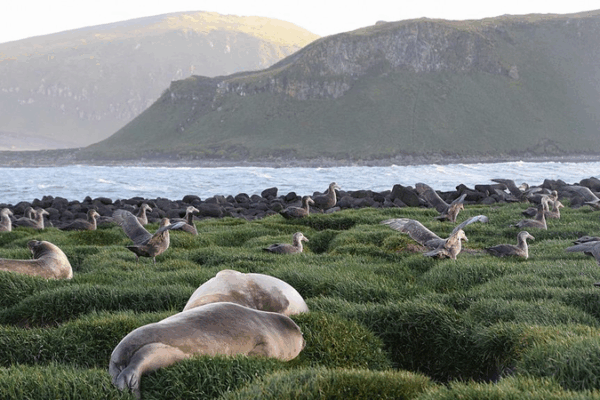 Deadly Bird Flu Detected Near Antarctica: Australia on Alert Deadly_Bird_Flu_Detected_Near_Antarctica__Australia_on_Alert