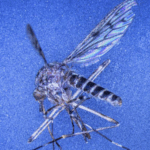 First_Mosquitoes_Detected_in_Iceland__Climate_Impact_Debated