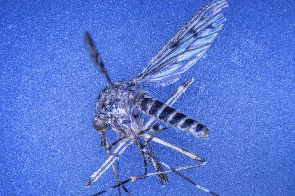 First Mosquitoes Detected in Iceland, Climate Impact Debated First_Mosquitoes_Detected_in_Iceland__Climate_Impact_Debated