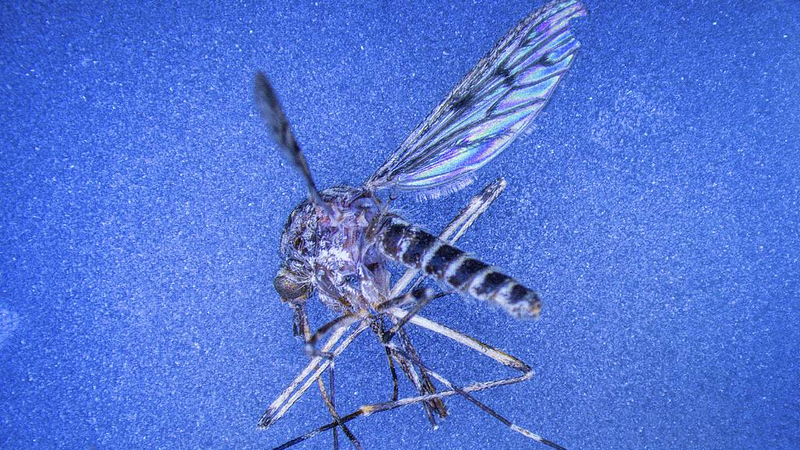 First_Mosquitoes_Detected_in_Iceland__Climate_Impact_Debated