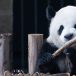 Giant_Pandas_Celebrate_Mid_Autumn_Festival_with_Festive_Mooncakes_in_Chongqing