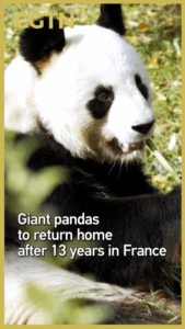Giant_Pandas_Return_to_China_After_13_Years_in_France_poster - Khabar Asia Giant_Pandas_Return_to_China_After_13_Years_in_France video poster