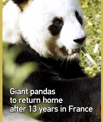 Giant Pandas Return to China After 13 Years in France Giant_Pandas_Return_to_China_After_13_Years_in_France video poster