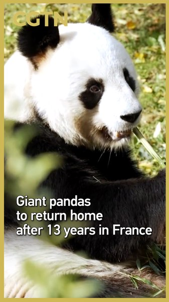 Giant_Pandas_Return_to_China_After_13_Years_in_France_poster - Khabar Asia Giant_Pandas_Return_to_China_After_13_Years_in_France video poster