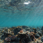 Global_Coral_Crisis__Earth_s_First_Climate_Tipping_Point_Reached - Khabar Asia Global_Coral_Crisis__Earth_s_First_Climate_Tipping_Point_Reached