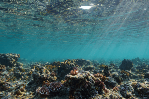 Global Coral Crisis: Earth’s First Climate Tipping Point Reached Global_Coral_Crisis__Earth_s_First_Climate_Tipping_Point_Reached