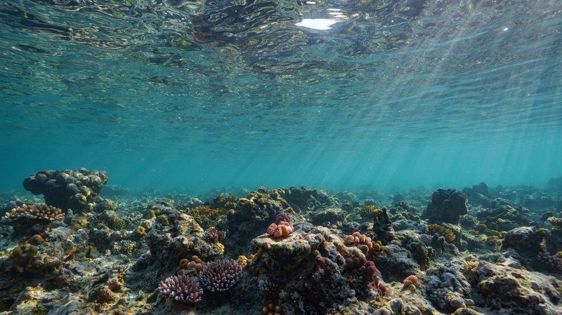 Global_Coral_Crisis__Earth_s_First_Climate_Tipping_Point_Reached