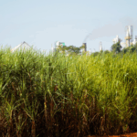 Global_Food_Prices_Dip_in_September_as_Sugar__Dairy_Offset_Meat_Surge - Khabar Asia Global_Food_Prices_Dip_in_September_as_Sugar__Dairy_Offset_Meat_Surge