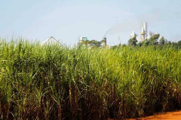 Global Food Prices Dip in September as Sugar, Dairy Offset Meat Surge Global_Food_Prices_Dip_in_September_as_Sugar__Dairy_Offset_Meat_Surge