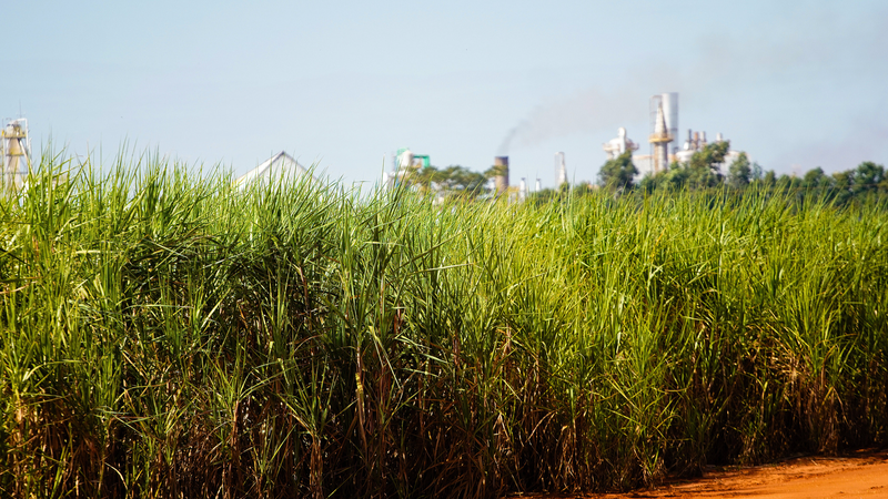 Global_Food_Prices_Dip_in_September_as_Sugar__Dairy_Offset_Meat_Surge