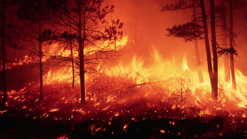 Global Wildfire Crisis Intensifies: Half of Worst Fires in Last Decade, Study Finds Global_Wildfire_Crisis_Intensifies__Half_of_Worst_Fires_in_Last_Decade__Study_Finds