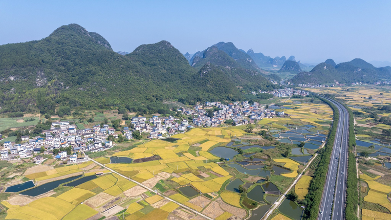 Golden_Harvests_Signal_Rural_Revival_in_China_s_Guangxi