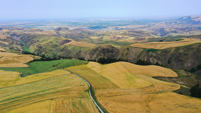 Golden Wheat Fields of Xinjiang: A Natural Masterpiece in Jiangbulake Golden_Wheat_Fields_of_Xinjiang__A_Natural_Masterpiece_in_Jiangbulake video poster