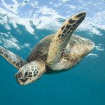 Green_Sea_Turtles_Thrive_on_South_China_Sea_Reef_in_Conservation_Milestone - Khabar Asia Green_Sea_Turtles_Thrive_on_South_China_Sea_Reef_in_Conservation_Milestone
