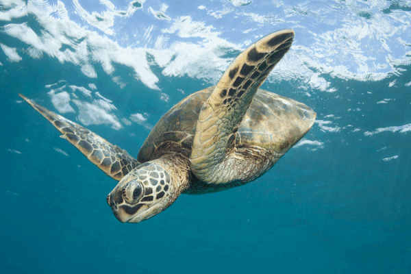 Green Sea Turtles Thrive on South China Sea Reef in Conservation Milestone Green_Sea_Turtles_Thrive_on_South_China_Sea_Reef_in_Conservation_Milestone