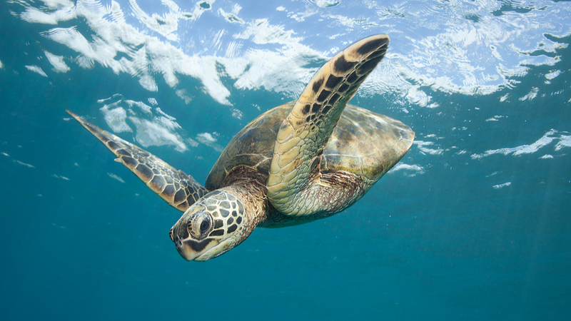 Green_Sea_Turtles_Thrive_on_South_China_Sea_Reef_in_Conservation_Milestone