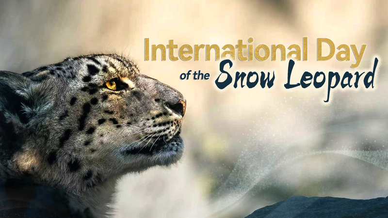Guardians_of_the_Peaks__Celebrating_International_Snow_Leopard_Day - Khabar Asia Guardians_of_the_Peaks__Celebrating_International_Snow_Leopard_Day